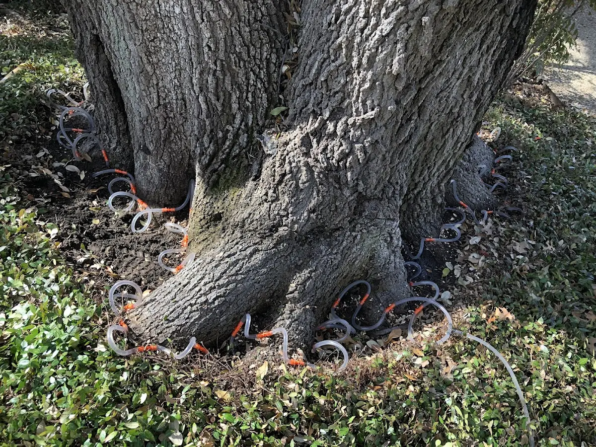 Detailed Tree Cabling and Bracing job site in Jackson