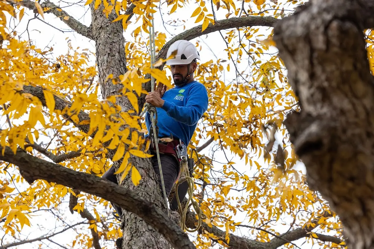 Skilled Dead Tree Removal crew working in Jackson